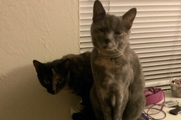My cats Lily & Zuma